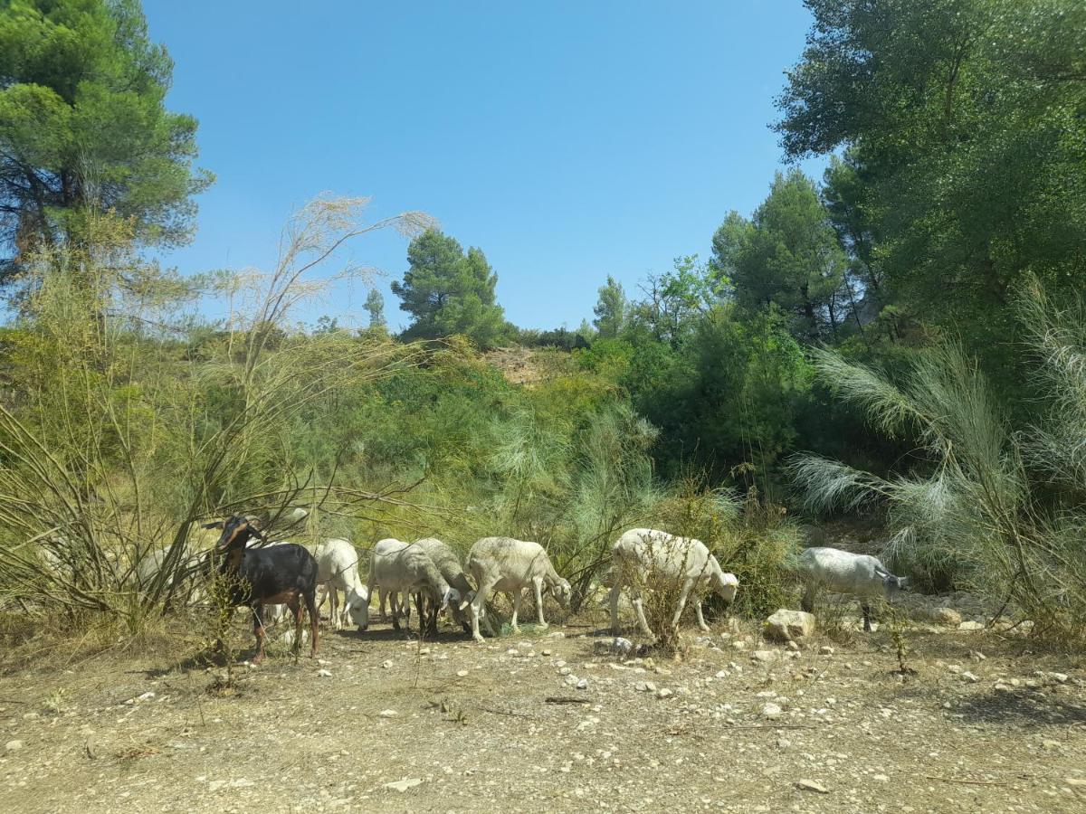 Casa Rural Del Saz Yeste Εξωτερικό φωτογραφία
